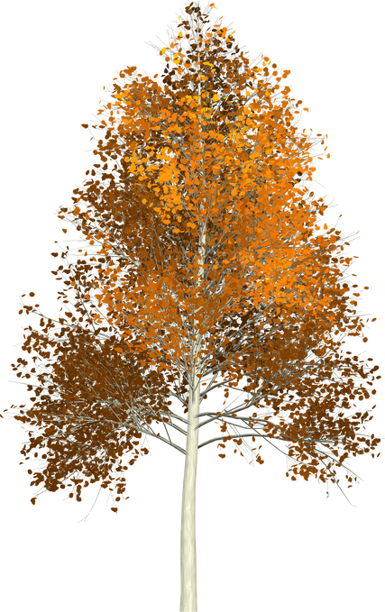 Autumn Tree Illustration