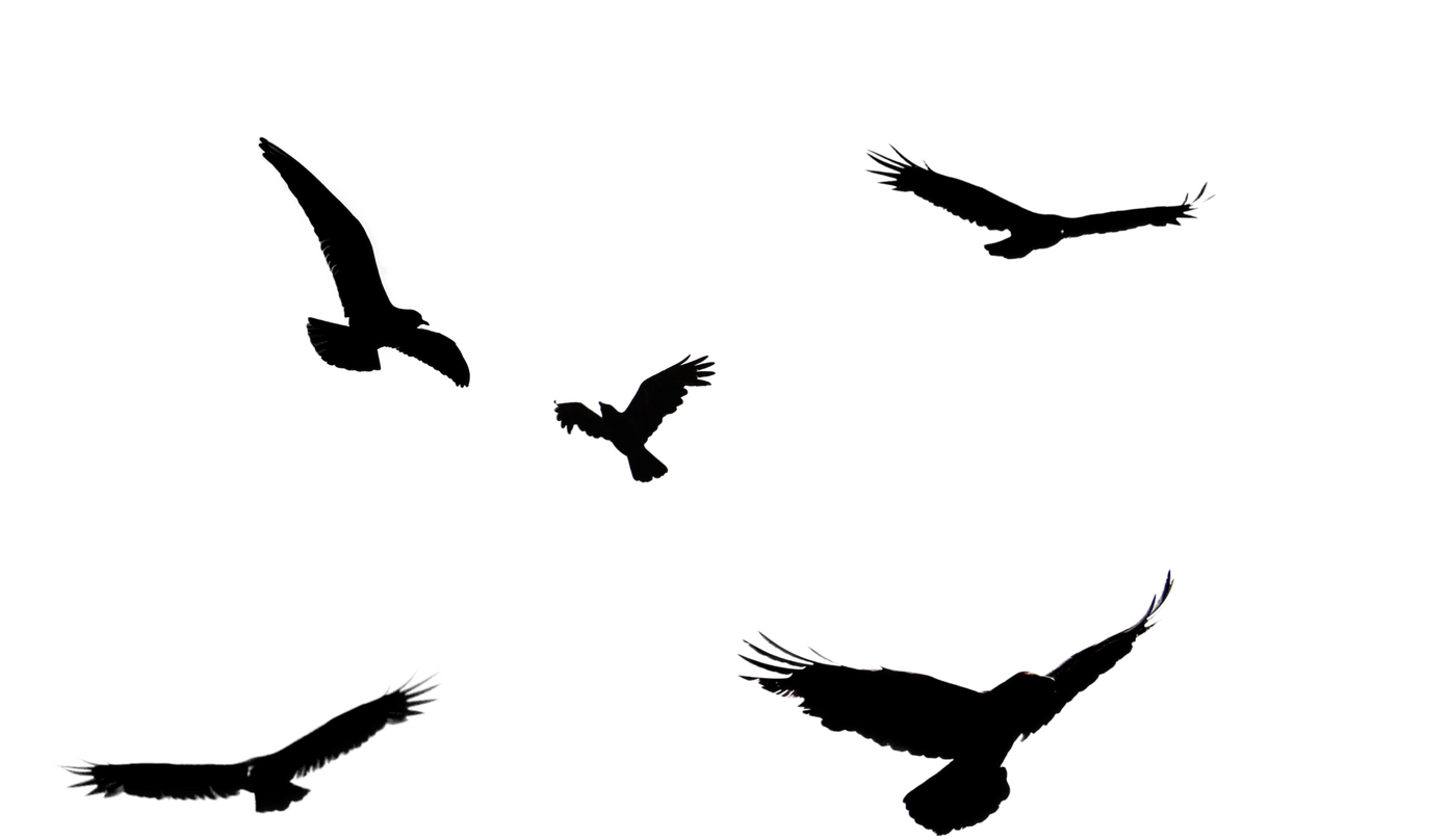 Flock of Birds Illustration
